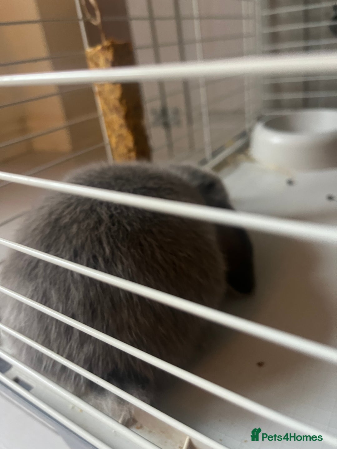 Mini Lop rabbits for sale: 2 baby mini lop bunnies  - Image 12