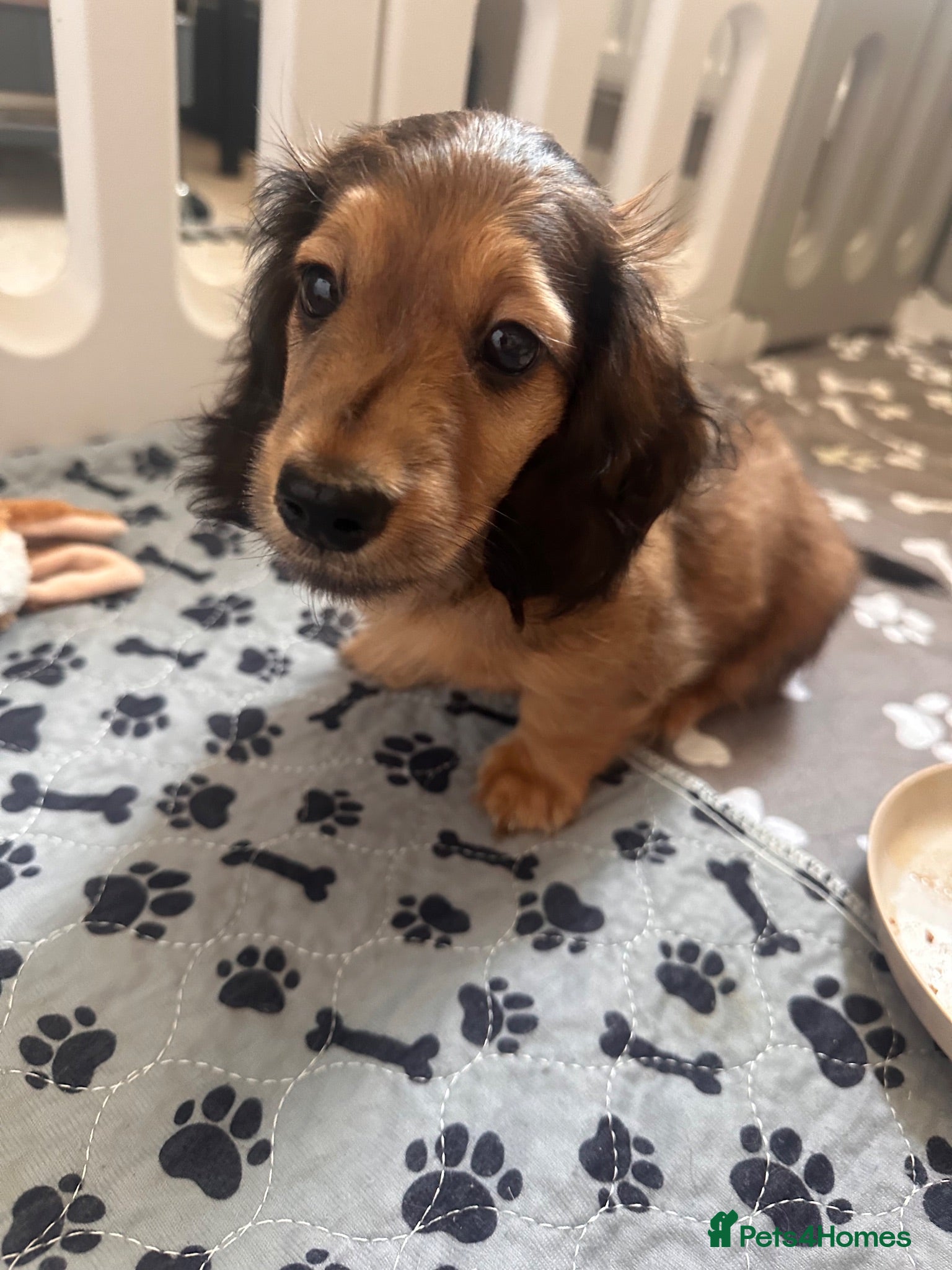 Miniature Dachshund dogs Ready now! One boy long haired stunning mini dach - Advert 18