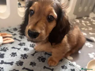 Miniature Dachshund dogs Ready now! One boy long haired stunning mini dach - Advert 18