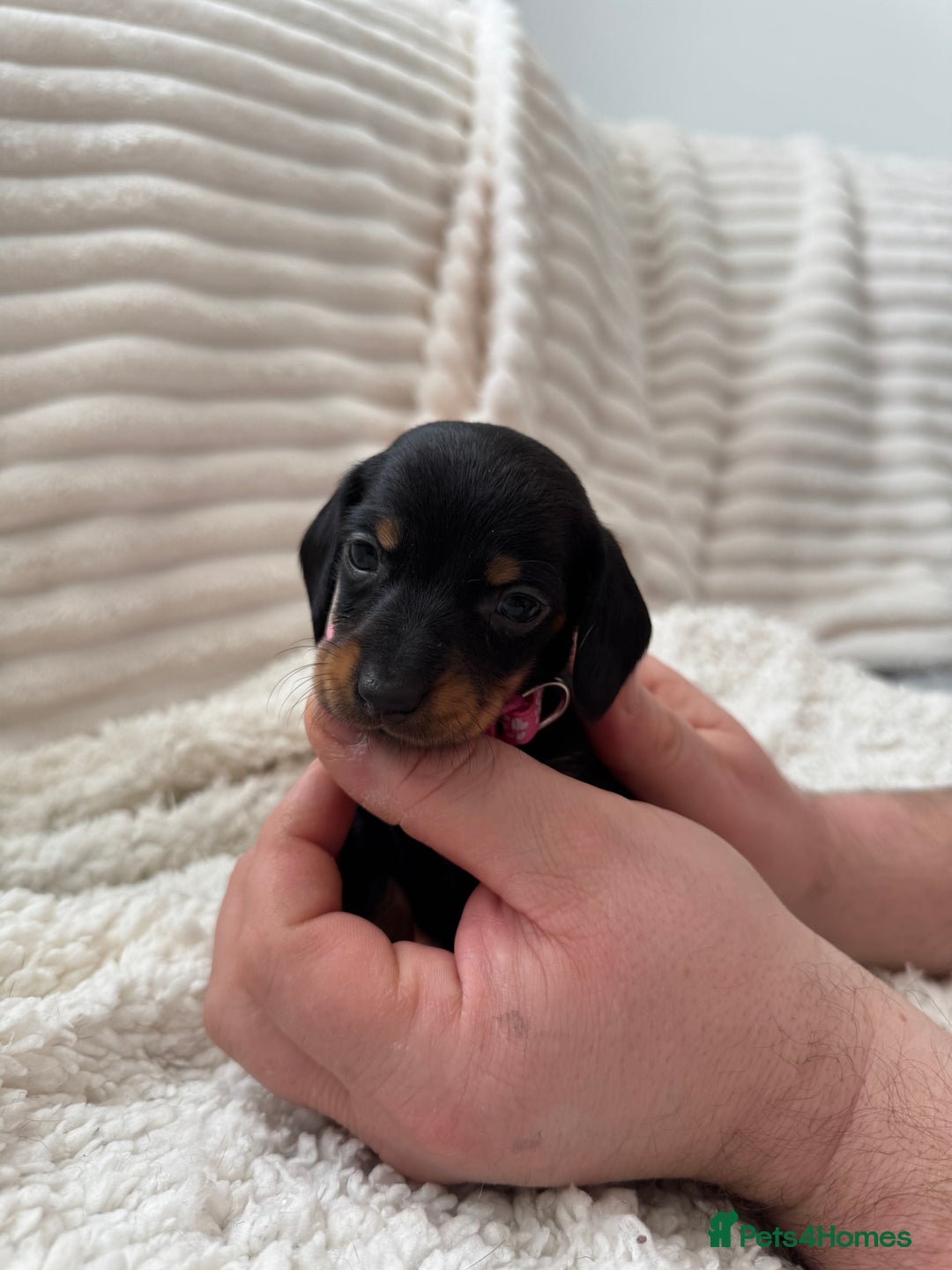 Miniature Dachshund dogs for sale: 8 Adorable miniature dachshund puppies - Advert 5