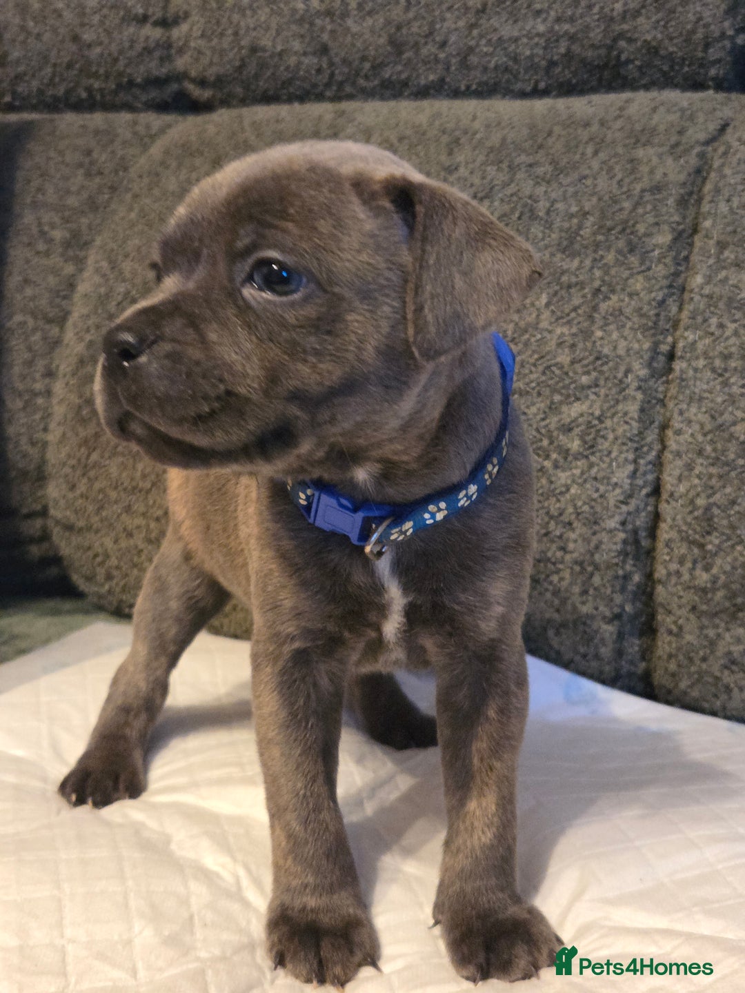 Staffordshire Bull Terrier dogs for sale: Red blue brindle Puppys Staffordshire bull terier  - Advert 1