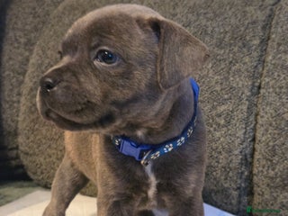 Staffordshire Bull Terrier dogs Red blue brindle Puppys Staffordshire bull terier - Advert 5