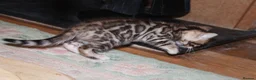 Bengal cats for sale: Last Boy Left! Brown Rosette Bengal Kitten! - Advert 4