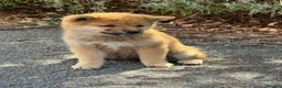 Japanese Shiba Inu dogs for sale: Small sizeShiba parents health tested champions  - Advert 8