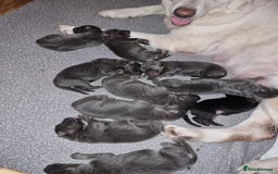 German Shepherd dogs for sale:  kc,health tested straight back german shepherd - Image 5
