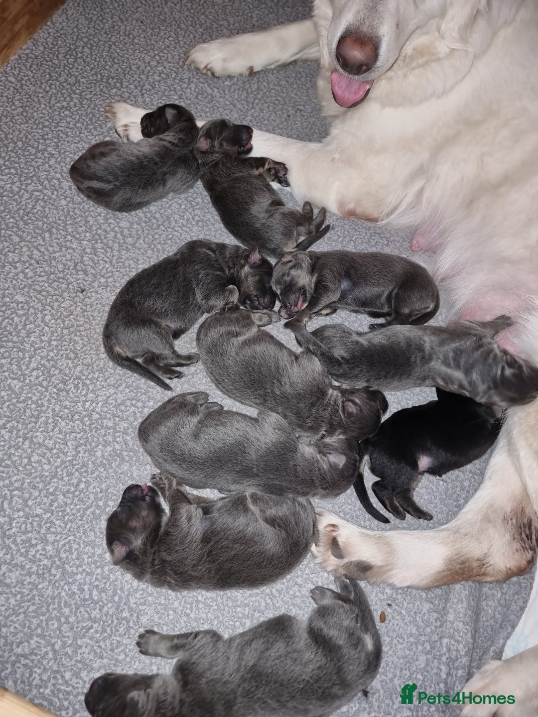 German Shepherd dogs for sale:  kc,health tested straight back german shepherd - Image 5