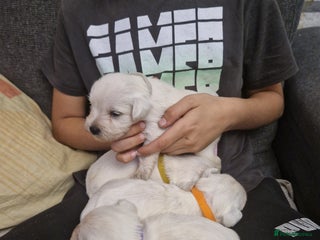 Miniature Schnauzer dogs Miniature schnauzer READY 21 DECEMBER - Advert 1