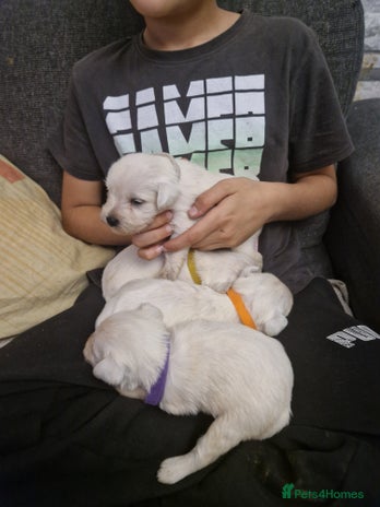 Miniature Schnauzer dogs Miniature schnauzer READY 21 DECEMBER - Advert 3