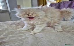 Persian cats for sale: Adorable Female Chinchilla Persian - ready now - Image 19