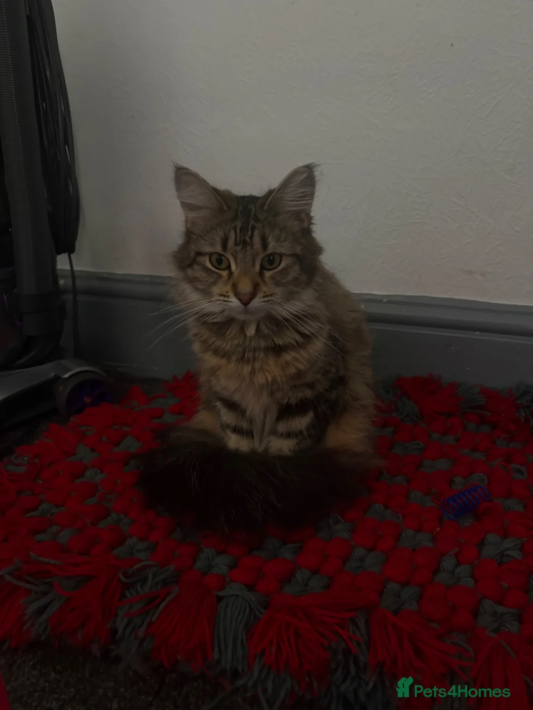 Mixed Breed cats for sale: Domestic medium haired cat - Advert 2