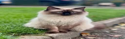 Ragdoll cats for sale: Ragdoll X Bengal kittens  - Advert 20