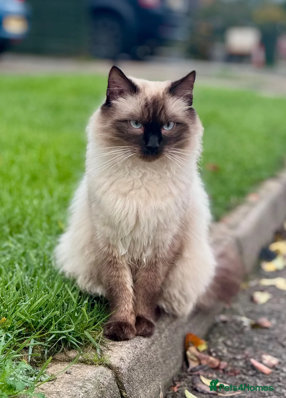 Ragdoll cats for sale: Ragdoll X Bengal kittens  - Advert 20