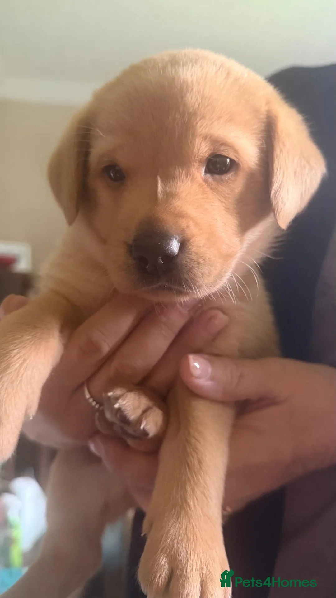 Labrador Retriever dogs for sale: Fox red labradors in Crowborough - Advert 2
