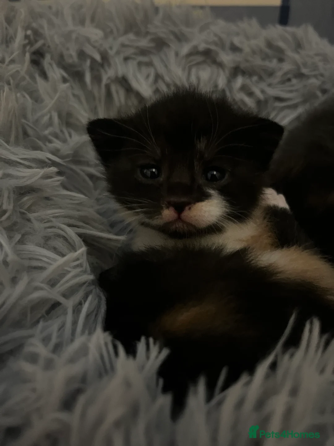 Russian Blue cats for sale: russian blue x domestic shorthair  - Advert 4