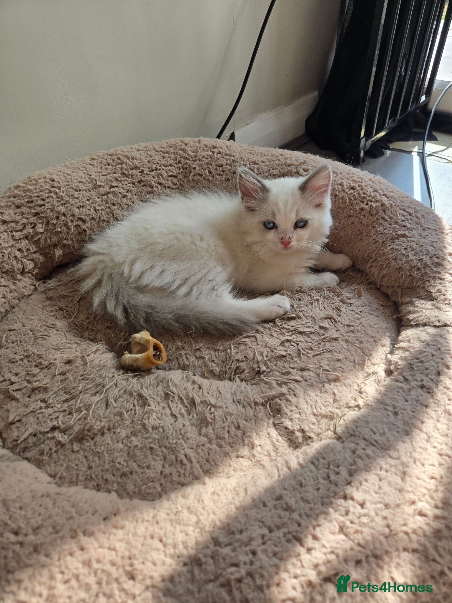Ragdoll cats Beautiful purebred ragdoll boy kittens  - Advert 1