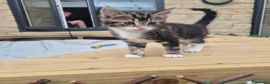 Mixed Breed Kitten 2