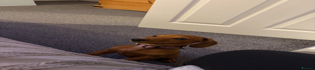 Miniature Dachshund Puppy 2