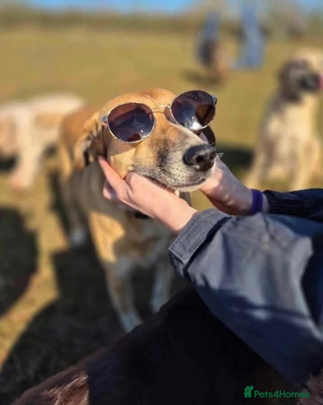 Mixed Breed dogs for adoption: 🧡 Shandy, a real sweetheart 🧡 in Kidderminster - Advert 2