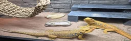 Bearded Dragon reptiles for sale: 2 female beaded dragons - Advert 6