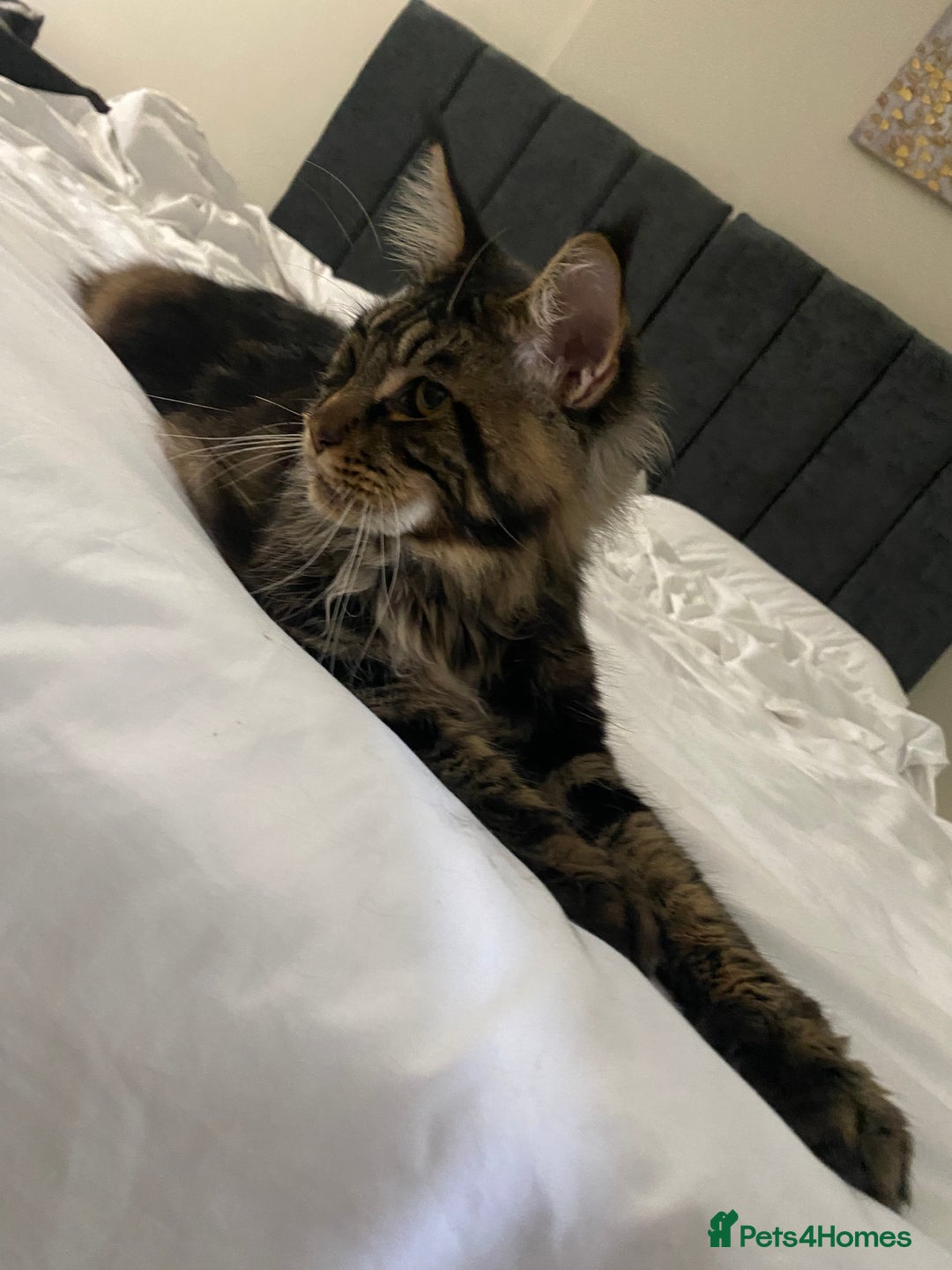 Maine Coon cats for sale: Beautiful male kitten - Image 3