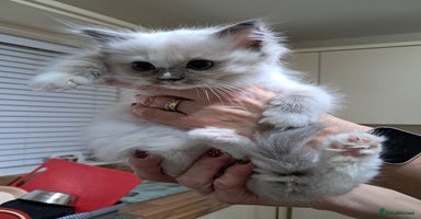 Ragdoll cats - Advert 2