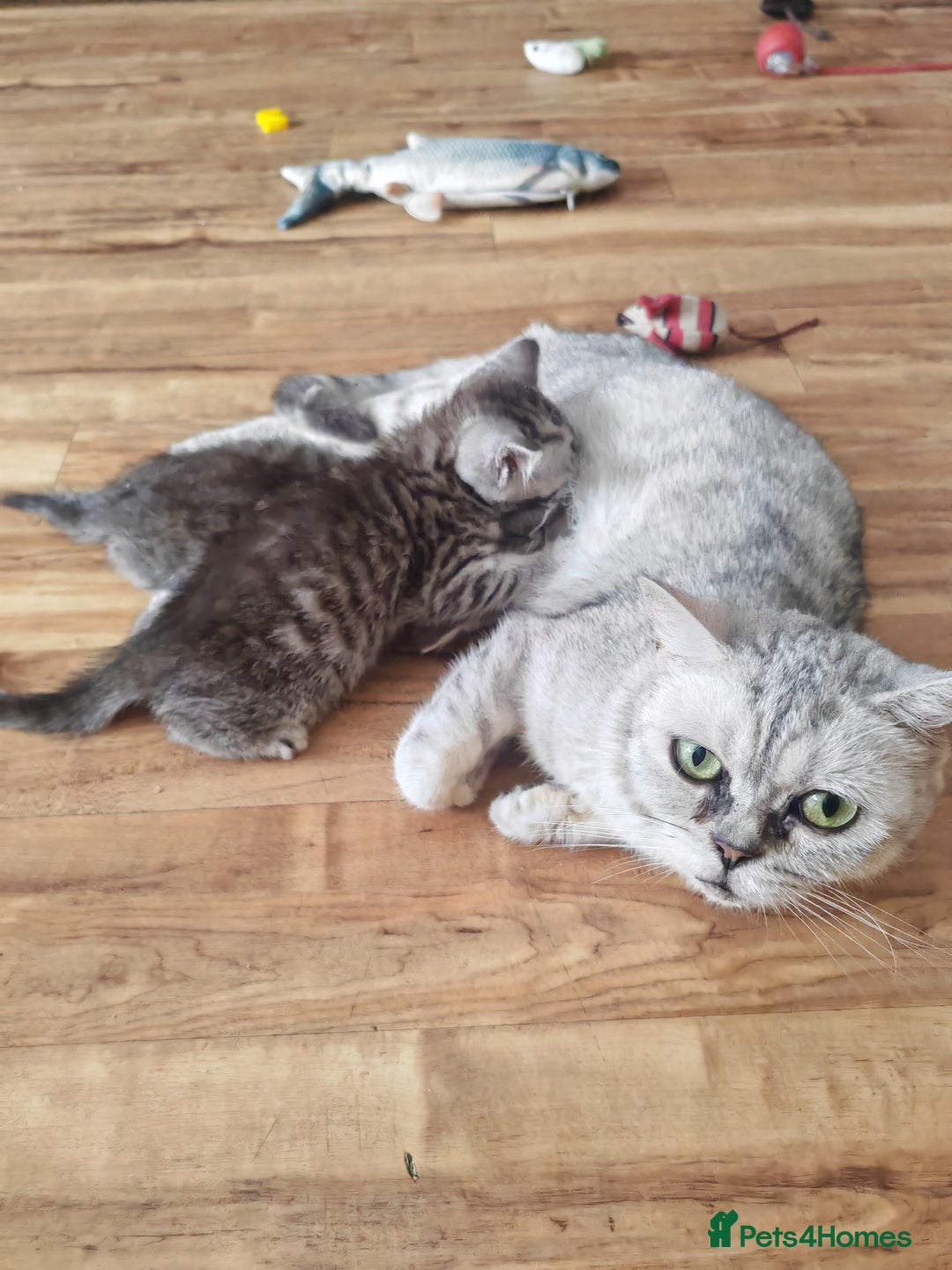 British Shorthair cats for sale: Pedigree British Shorthair kittens - Image 4