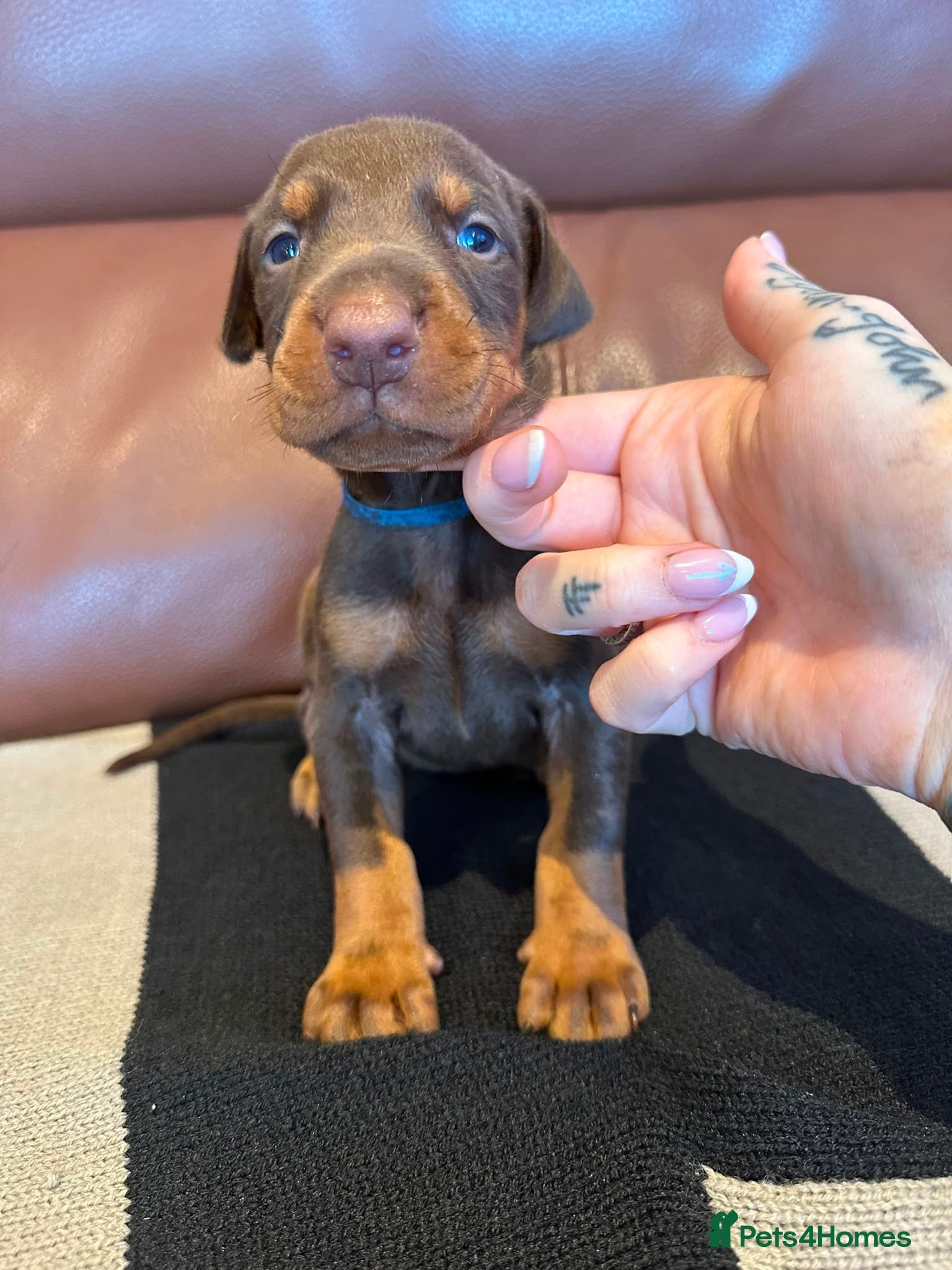 Dobermann dogs Beautiful family dobermans  - Advert 6