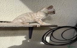Bengal cats for sale: 5 Bengal kittens , 2 boys and 3 girls  - Image 23