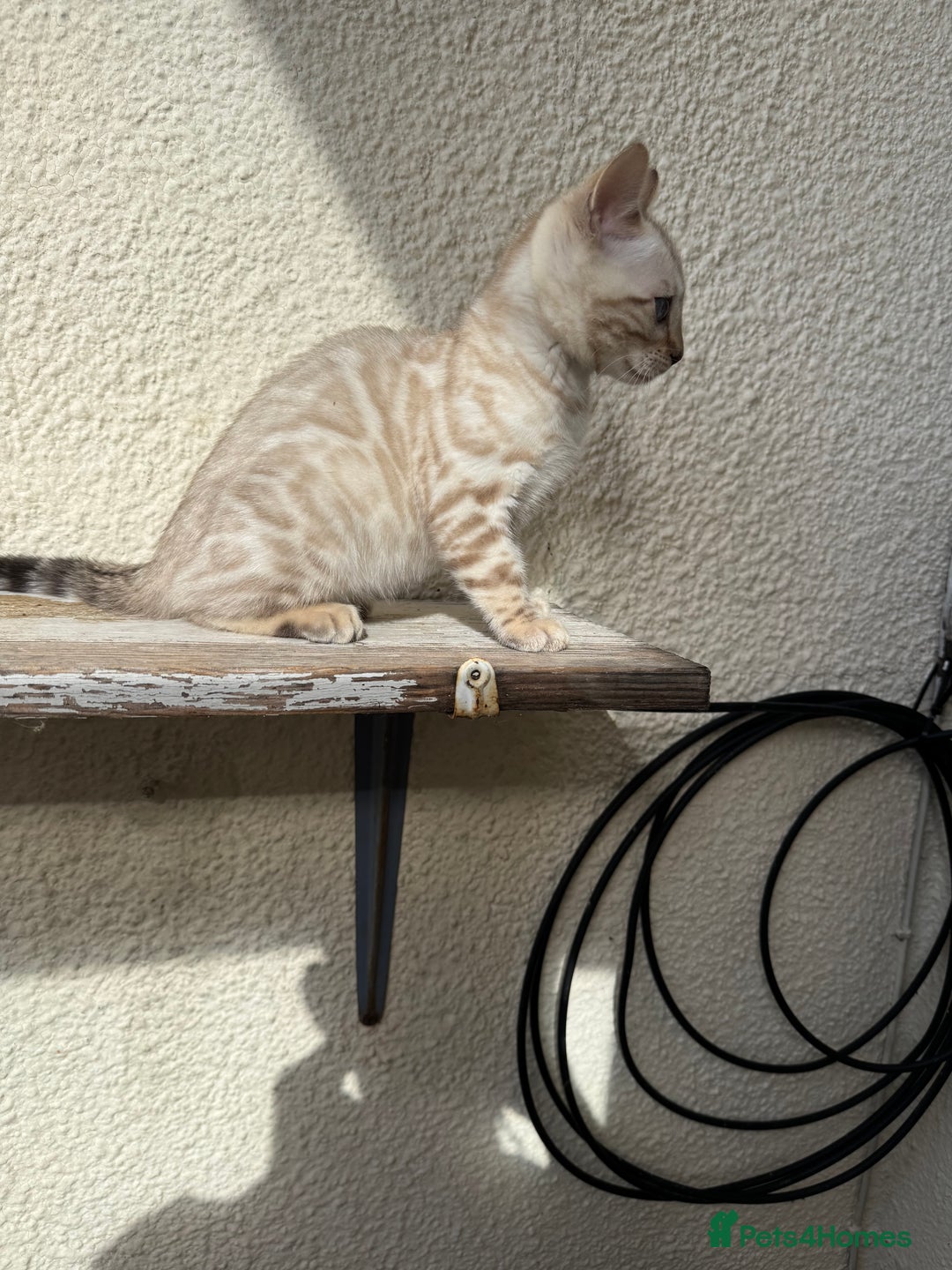 Bengal cats for sale: 5 Bengal kittens , 2 boys and 3 girls  - Image 23