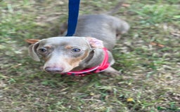 Miniature Dachshund dogs for sale: Junior dachshunds    in Telford - Image 3