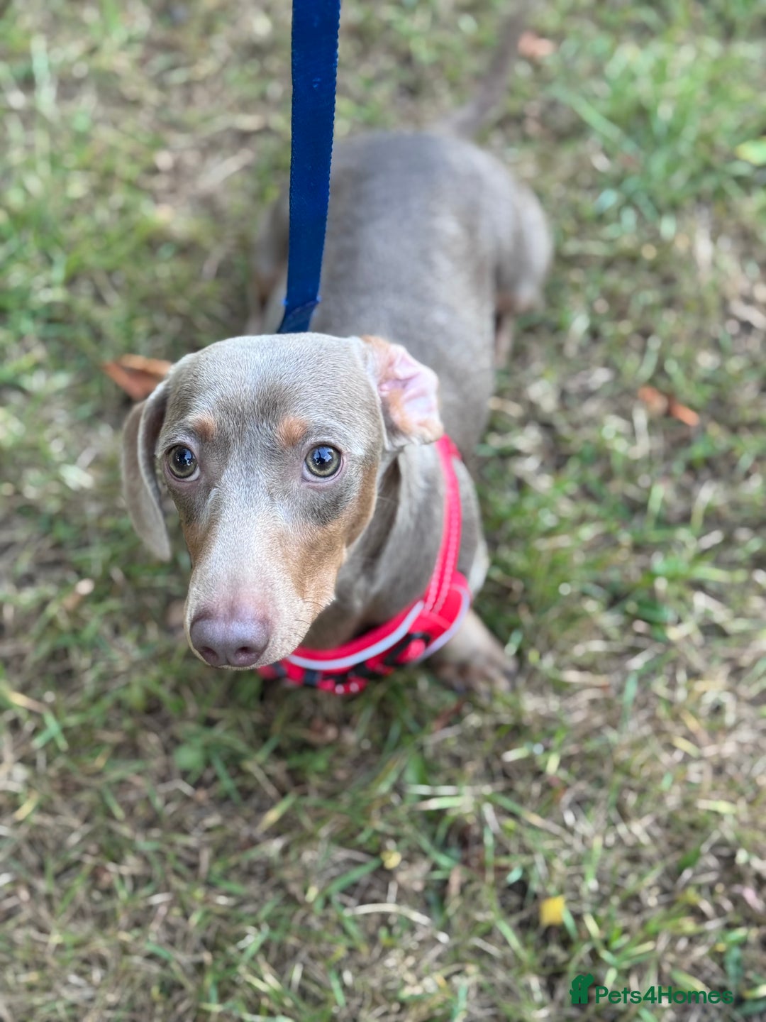 Miniature Dachshund dogs for sale: Junior dachshunds    in Telford - Image 3