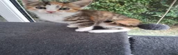 Mixed Breed cats for sale: RARE Tabico kittens 😻 Calico Tabbies  - Advert 19