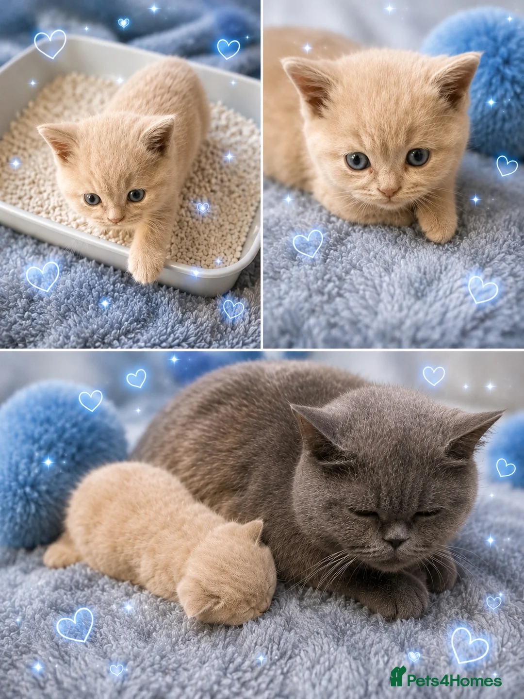 British Shorthair cats for sale: British shorthair kitten looking for perfect home  in Plymouth - Advert 2