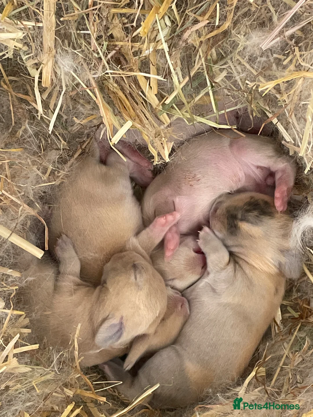 Mixed Breed rabbits for sale: Lion head x Holland lop babies  - Advert 2