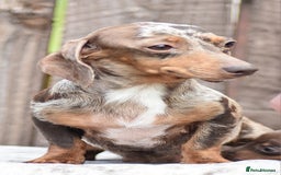 Miniature Dachshund dogs for sale: Miniature Dachshunds Chocolate and Tan Boys  - Image 16