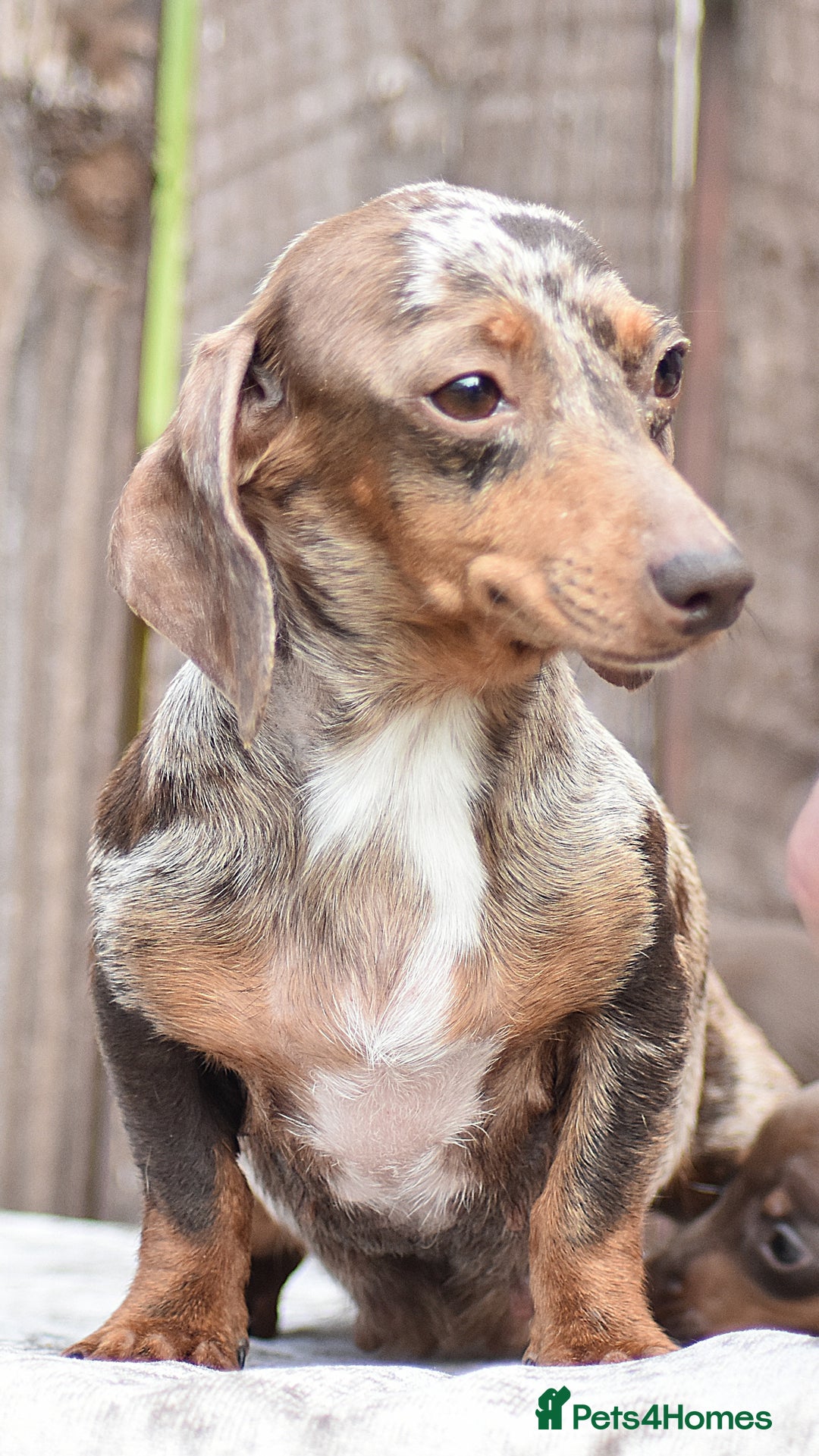 Miniature Dachshund dogs for sale: Miniature Dachshunds Chocolate and Tan Boys  - Image 16