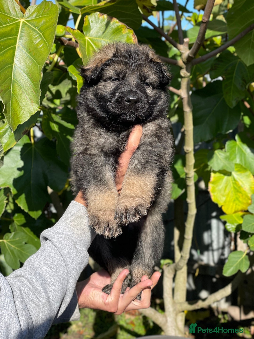 German Shepherd dogs for sale: Quality Kc Reg German shepherds - Image 6