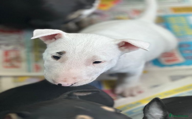 English Bull Terrier dogs - Advert 1