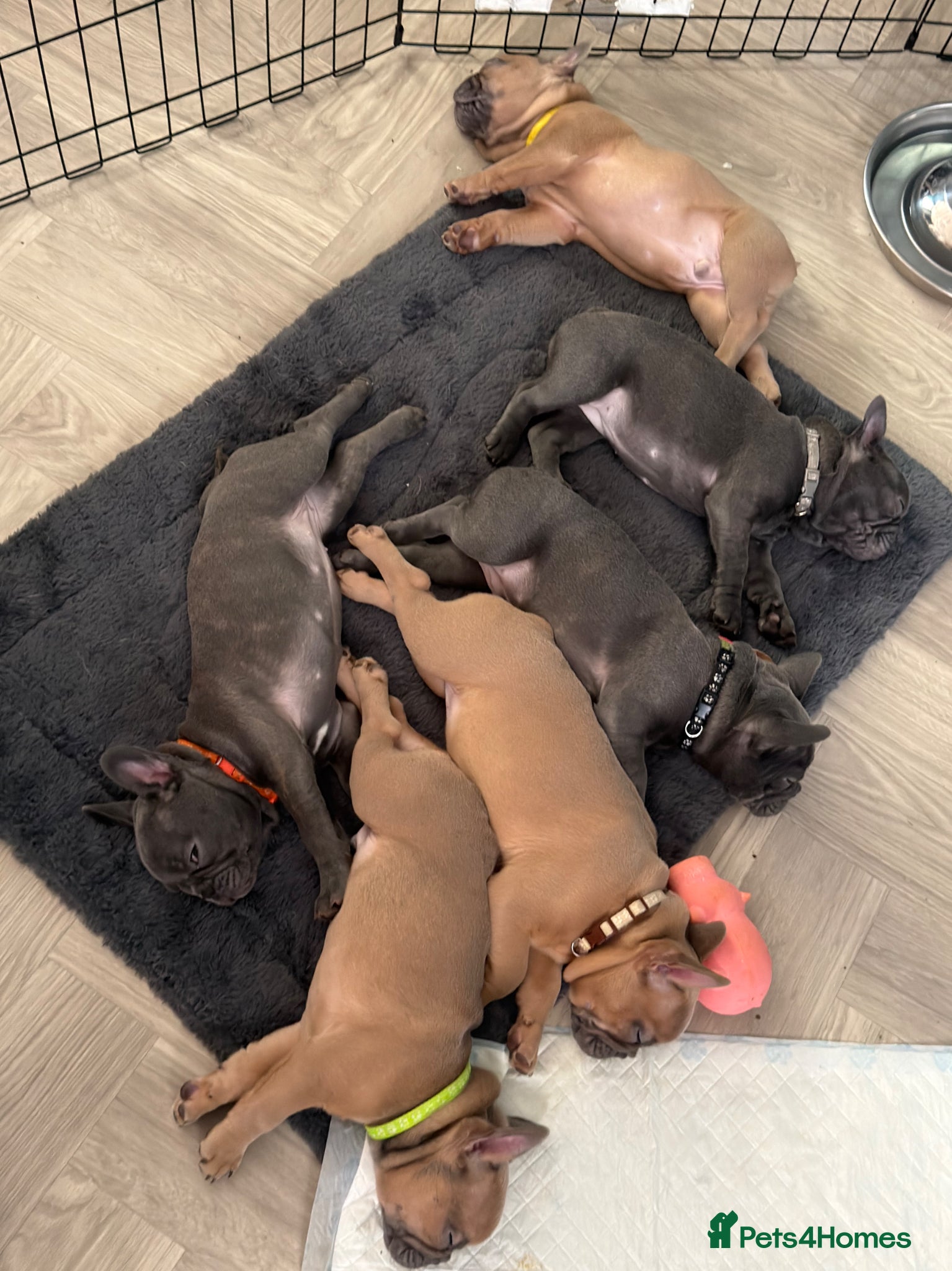 French Bulldog dogs Beautiful French Bulldog puppies - Advert 5