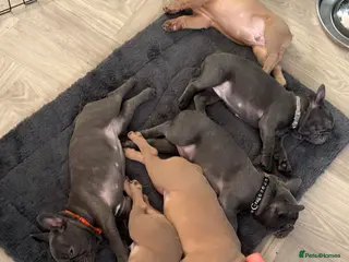 French Bulldog dogs Beautiful French Bulldog puppies - Advert 1