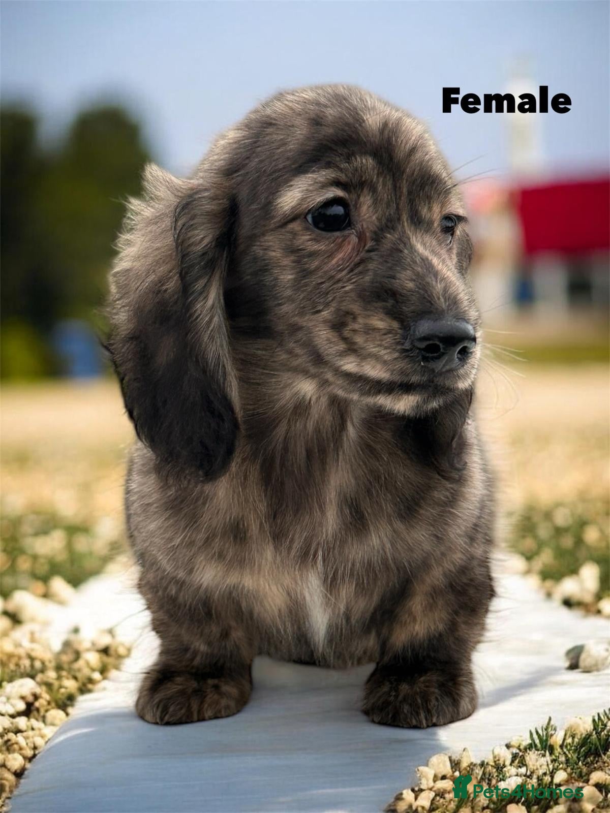 Miniature Dachshund dogs Miniature long haired cream brindle female - Advert 4