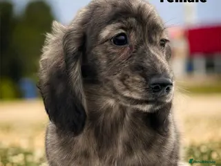 Miniature Dachshund dogs Miniature long haired cream brindle female - Advert 4