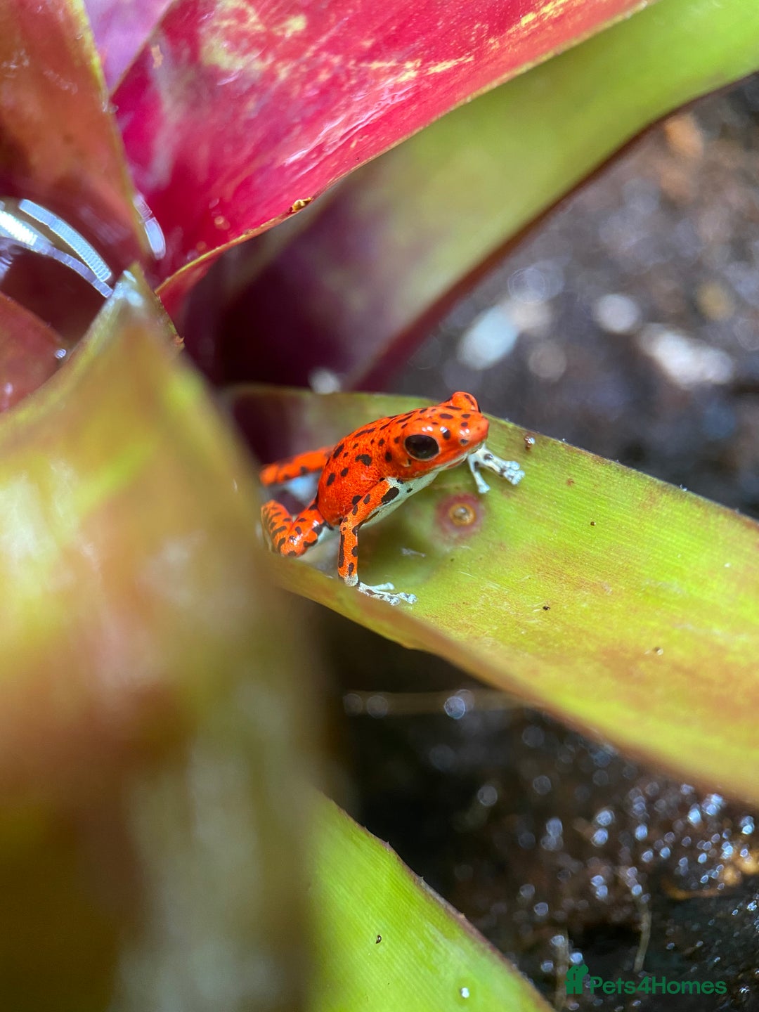 Frog reptiles for sale: Poison arrow frogs - fantastic frogs uk  - Image 7