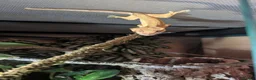 Gecko reptiles for sale: Crested Gecko  in Barnard Castle - Advert 2