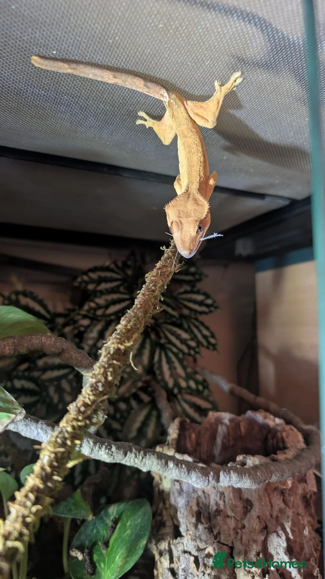 Gecko reptiles for sale: Crested Gecko  in Barnard Castle - Advert 2