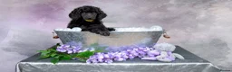 Standard Poodle dogs for sale: Showbred Standard Poodle Puppies - Advert 10