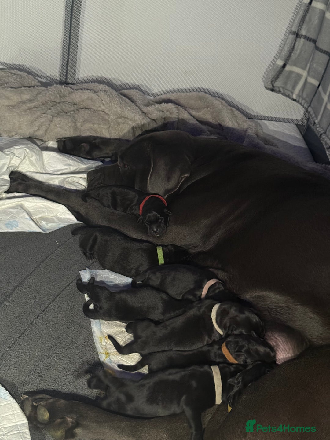 Cane Corso dogs for sale: 12 beautiful cane corso puppies 🐾 - Advert 2