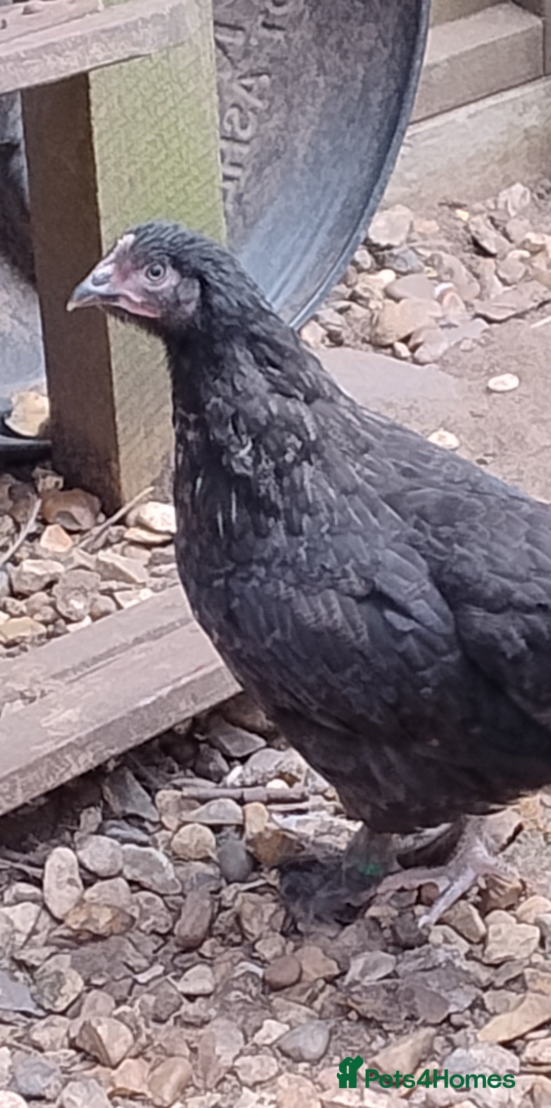 Chickens poultry for sale: Rare Silver French Marans Pair - Image 4