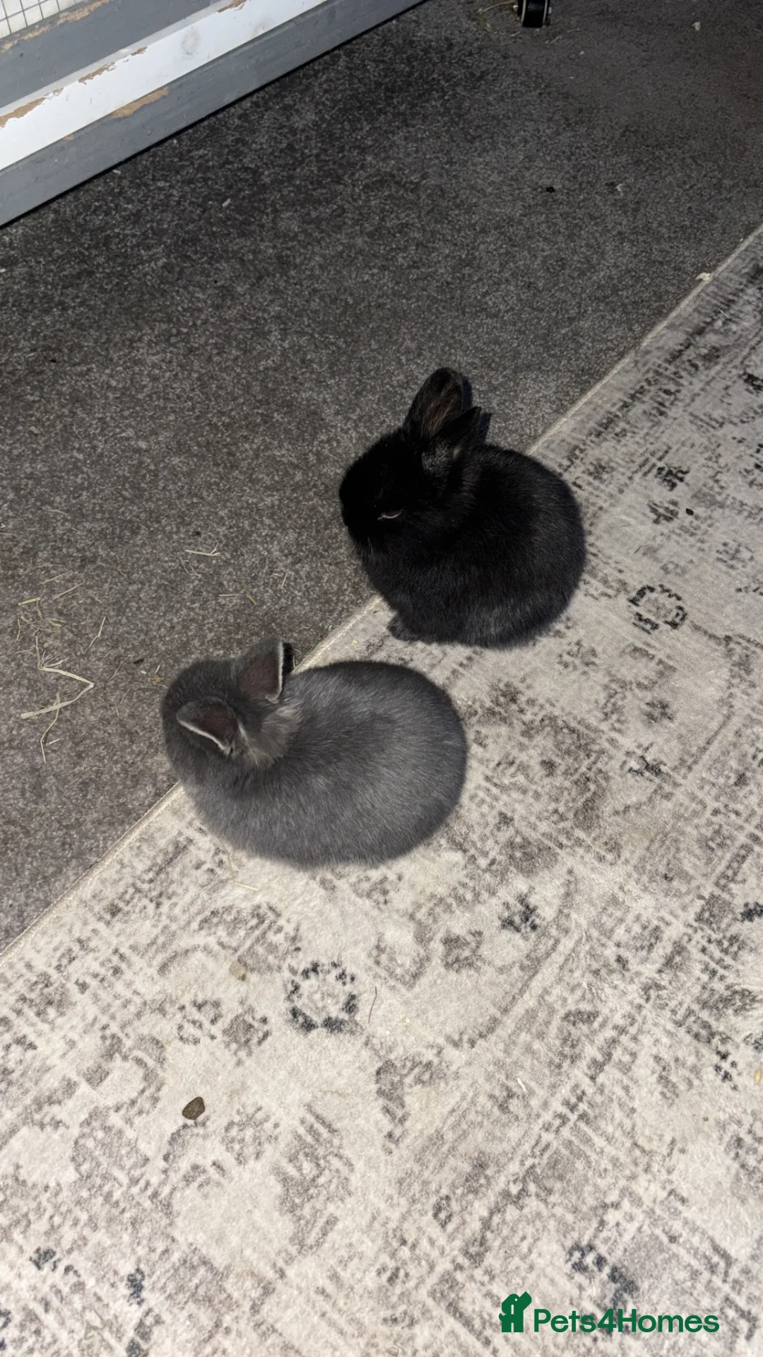 Netherland Dwarf rabbits for sale: Netherland dwarfs  - Advert 2