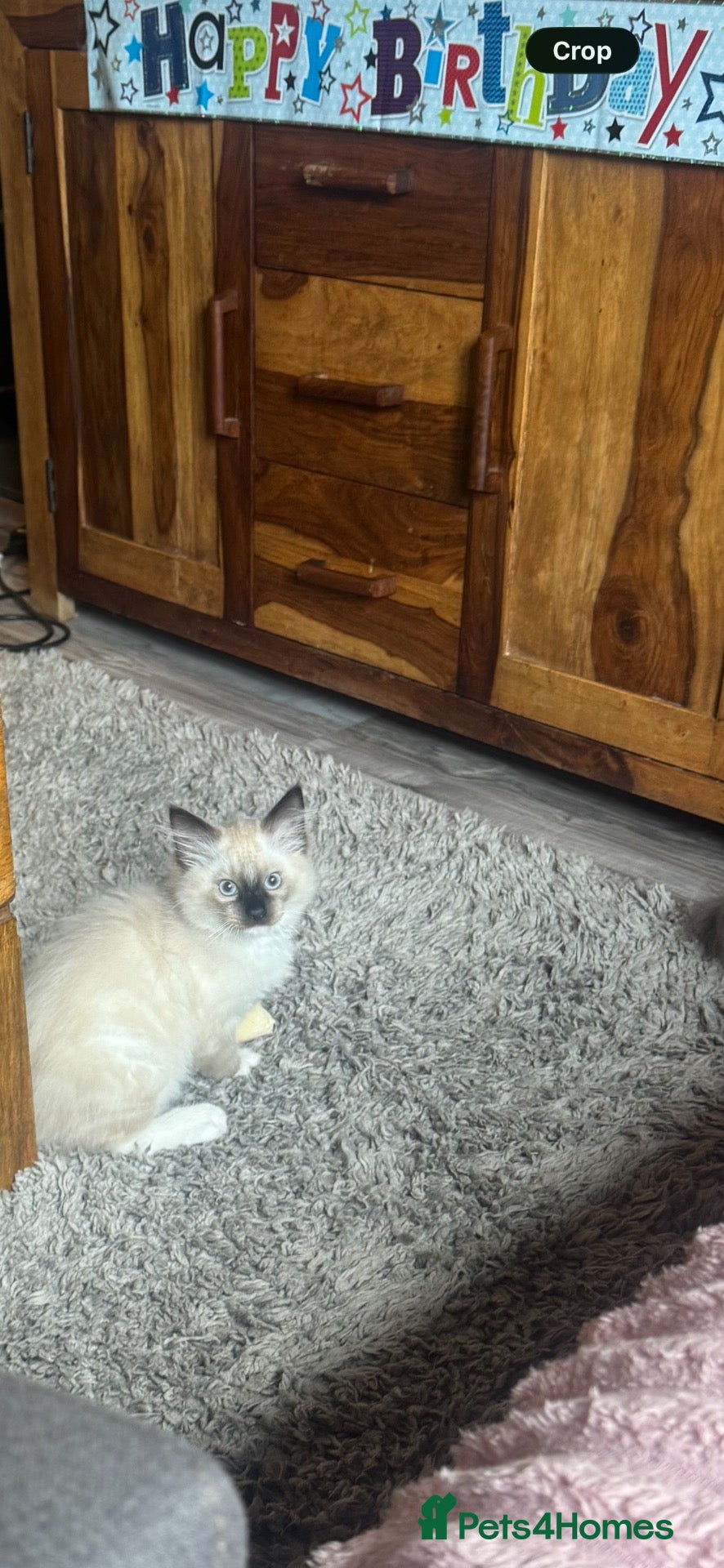 Ragdoll cats Ragdoll kittens - Advert 6